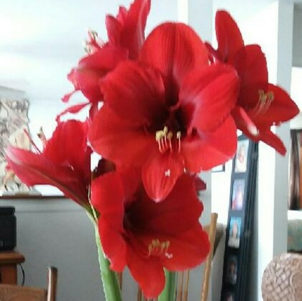 Meet your Posher, Debbie